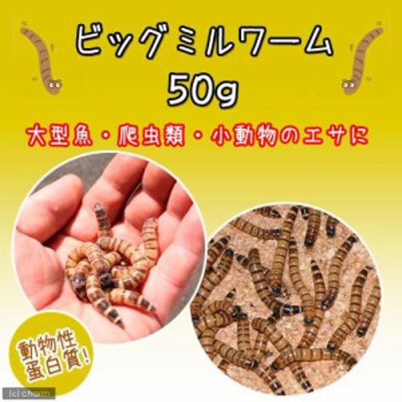 市場 冷蔵 別途クール手数料 ５０ｇ 生餌 レッドワーム