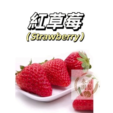 嘉義現貨（中果紅草莓種子CM-16 ）佐賀名品『草莓小姐』~果肉結實，甜度高佐賀清香淡雪麻麻四季盆栽播種日本品種