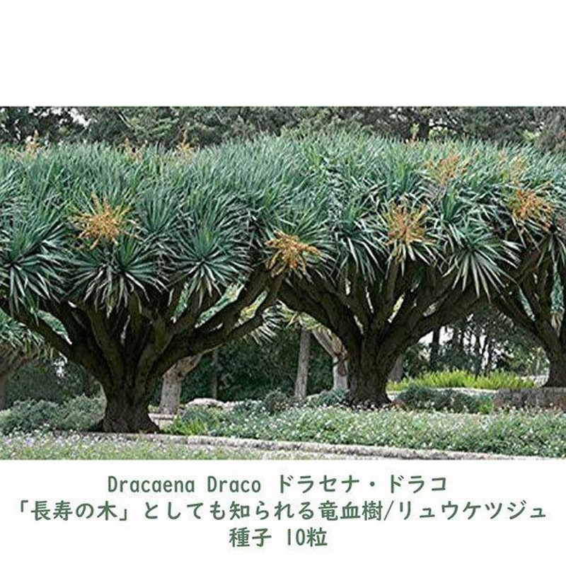 観葉植物 種子 種 Dracaena Dracoドラセナ ドラコ 長寿の木 竜血樹