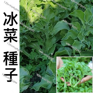 現貨 【水晶冰菜種子】（500粒）四季種植 一次種植 多次采摘  冰冰爽爽入口即化 四季蘇菜種子 高鈣蔬菜種子