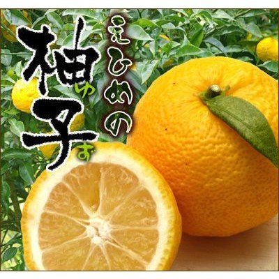 愛媛産ゆず2kg（訳あり） 送料無料