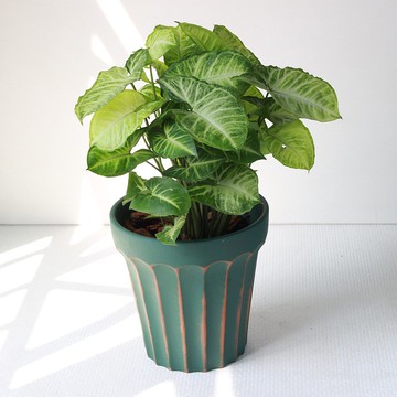 植栽 盆栽 l 綠精靈合果芋(大盆) 羅馬浮雕盆 室內植物 開幕盆栽