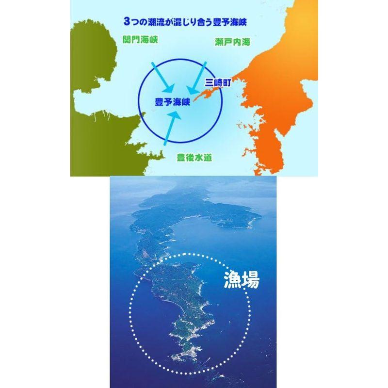 愛媛 天然 生ウニ 60g7枚 紫ウニ 赤ウニ 素潜り海士 浜から直送 宇和海の幸問屋