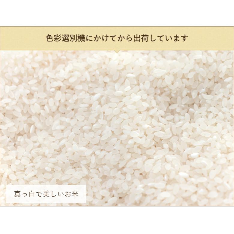 新潟県産コシヒカリ 精米10kg（5kg×2袋） げんぞう 送料無料