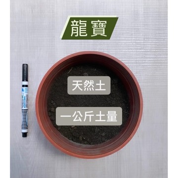 龍寶⛰現貨速出⛰ 天然泥土 園藝泥土 栽種土 育苗土