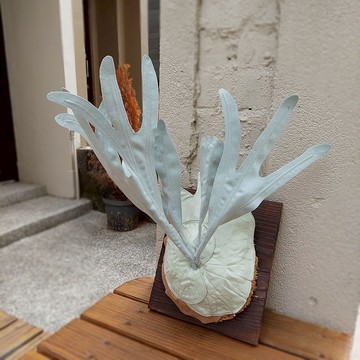 植態寫真-銀鹿鹿角蕨壁掛