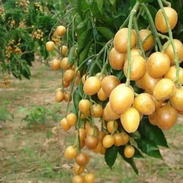 12h出貨 黃皮種子（20粒） 雞心黃皮 黑皮黃皮果種子 無籽黃皮 庭院陽台天台種植水果 植物種子 seed 盆栽地栽