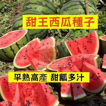 🍉甜王西瓜種籽 XG-18 早熟 高產不裂瓜  吊瓜甜度高薄 皮沙瓤 四季高產少籽紅瓤西瓜盆栽地栽爬藤水果種子