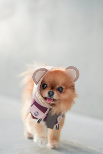 【寵物山系玩味服飾】 CAMPING BEAR 2.0 -紫色