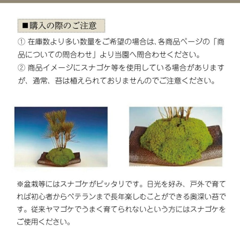 信楽焼 植木鉢 青銅小判足付 浅深鉢 5.5号（外径 16.5cm 高さ 約6cm