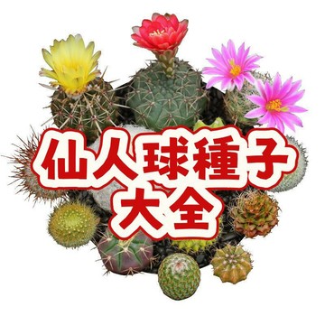 次日達-（仙人球種子大全）當季新籽 發芽率高  多肉 耐寒 耐旱 觀賞性強 陽台植物盆栽種子  新手懶人易種植#超優惠