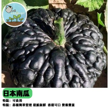 日本南瓜種子 稀有品種栗子南瓜軟糯口感 家庭菜園 陽台盆栽 瓜類種子 香甜綿密 好吃好種 瓜苗栽培