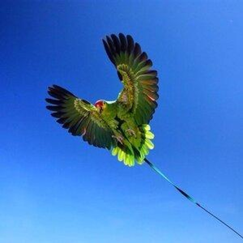 安い モモイロインコ ハーネス