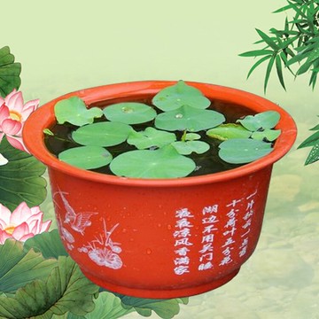環球荷花盆 加厚 碗蓮盆 陽臺盆栽花盆 睡蓮盆 無孔塑料水培花盆