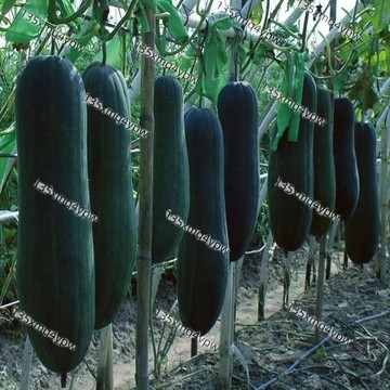 現貨 滿地爬冬瓜種子（100粒）四季高產 黑皮/黑虎大冬瓜種子種籽 特大巨型高產菜東瓜春季蔬菜孑發芽率高