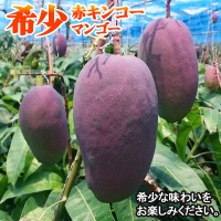 南国の果物　沖縄県産マンゴー　赤キンコー　1kg