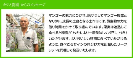 宮崎県産完熟マンゴー「果実の宝石」２Ｌ×２玉