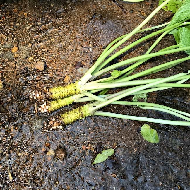 本わさび 生わさび 不揃い 伊豆産 2〜6本 100g