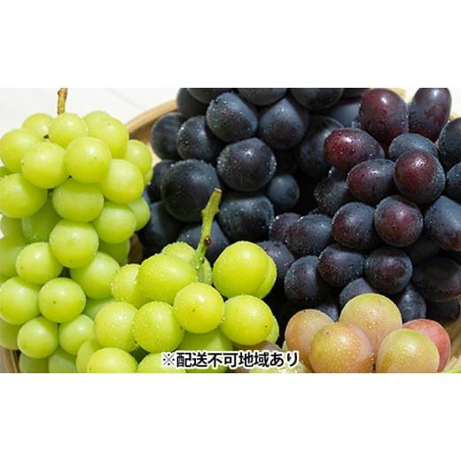 ふるさと納税 岡山県 赤磐市 ぶどう 2024年 先行予約 ぶどう 食べ比べ 約1.2kg〜1.5kg×5種 葡萄 岡山県 赤磐市産 フルーツ 果物