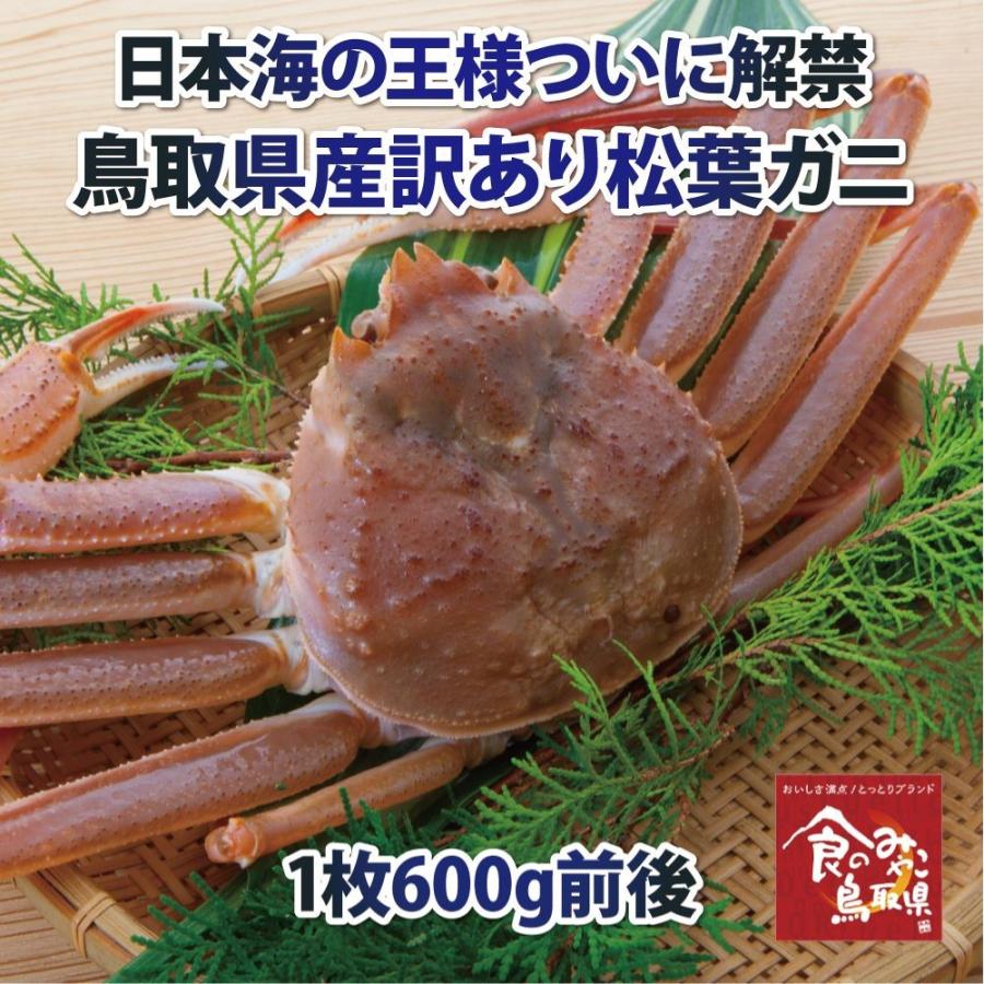 訳あり松葉ガニ(活ズワイガニ)中サイズ1枚600g前後 1落ち程度