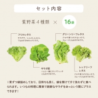 植物工場産野菜・お徳用６セット（６ヶ月契約）１セット×6回