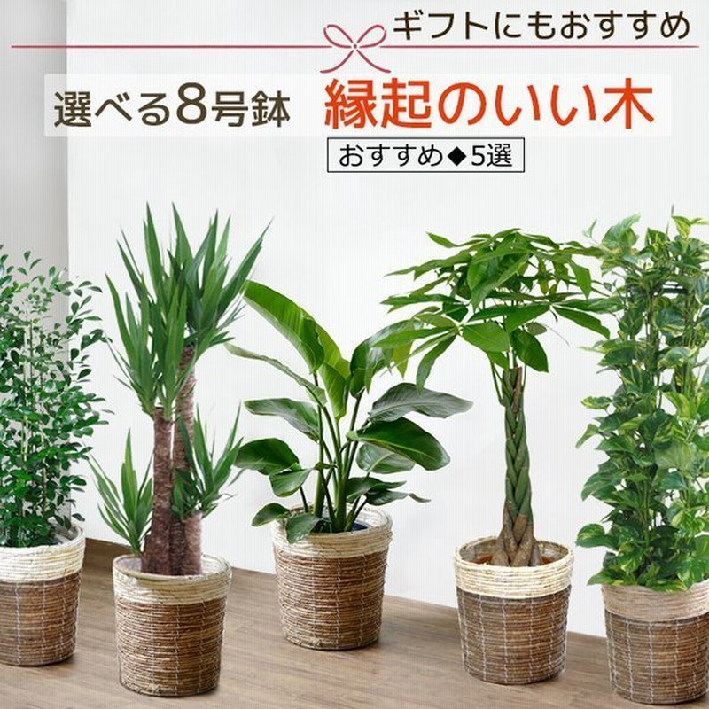 肥料セット付 観葉植物 種類 選べる 8号鉢 おしゃれ 鉢カバー付き 室内 大型 ドラセナ パキラ ユッカ オーガスタ ポトス ゲッキツ サンスベリア アレカヤシ 通販 Lineポイント最大0 5 Get Lineショッピング