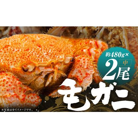 ふるさと納税 ミソたっぷり身がぎっしり詰まった毛ガニ(中)約480g×2尾 北海道様似町