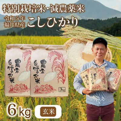 ふるさと納税 越前市 令和5年 新米 福井県産 栽培期間中農薬を減らして栽培したこしひかり 6kg(玄米)