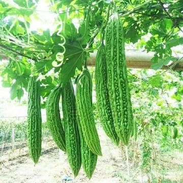 🥒（23款 水果苦瓜種子） 高產苦瓜種子（10粒） 新手易種子 可生食苦瓜種子 小院陽台盆栽種植 盆栽 地栽 果期長
