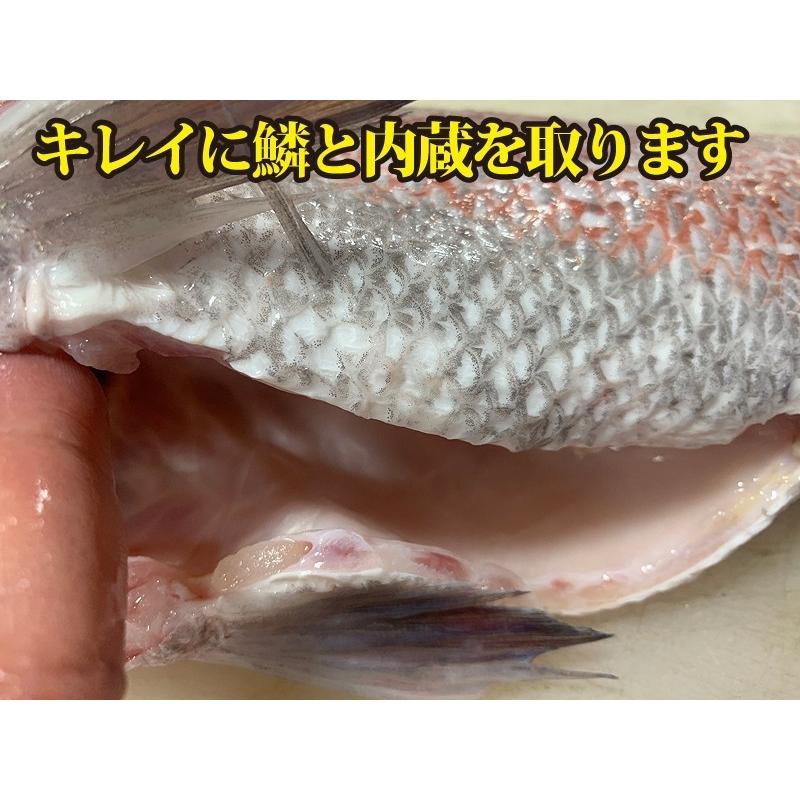 活〆　真鯛　１枚　約2.5ｋｇ（愛媛県産　養殖）