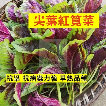 🌱早熟高產（尖葉紅筧菜種子JC-6）抗旱 抗病蟲力強 早熟品種 清江菜 易生長  高產 抗病抗旱易種植蔬菜種子#葉菜類