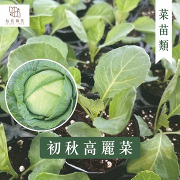 【拈花微笑】初秋高麗菜｜2.5吋｜菜苗｜料理｜食用蔬菜｜調味料｜烹飪｜有機｜蔬果