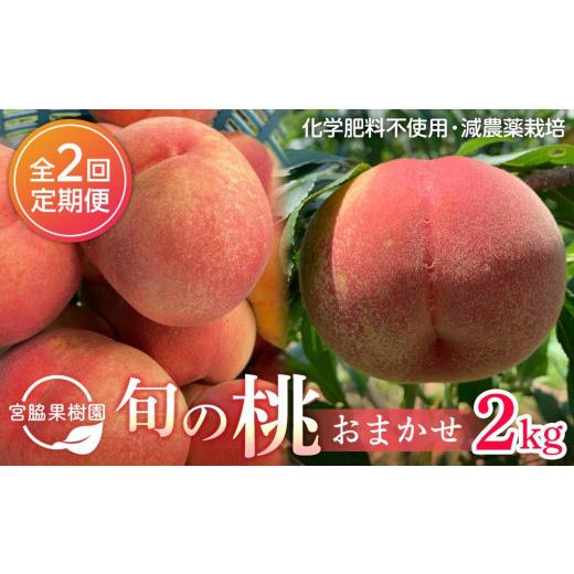 ふるさと納税 大分県 由布市 ＜旬の桃おまかせ2kg・6〜8玉＞×2回（自家製有機肥料・減農薬・化学肥料無使用）