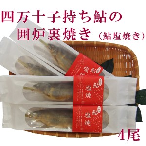 高知県四万十市産　四万十子持ち鮎の囲炉裏焼き（鮎塩焼き）4尾 ギフト用／冷凍 国産 アユ あゆ 贈答