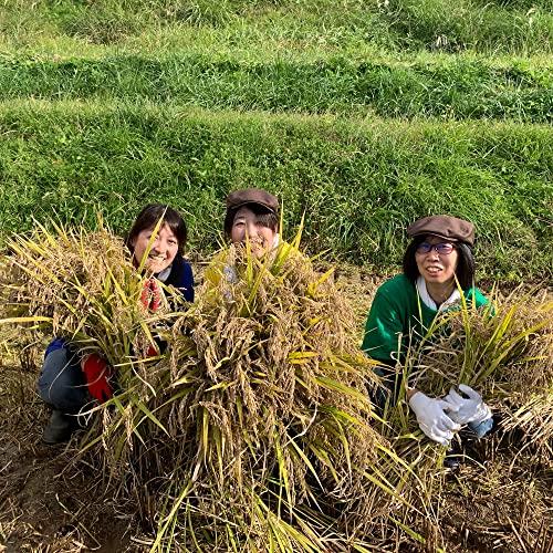 水菜土農園新米 令和5年産 秋田県産 あきたこまち 10kg (5kg×2袋) 古代米お試し袋付き