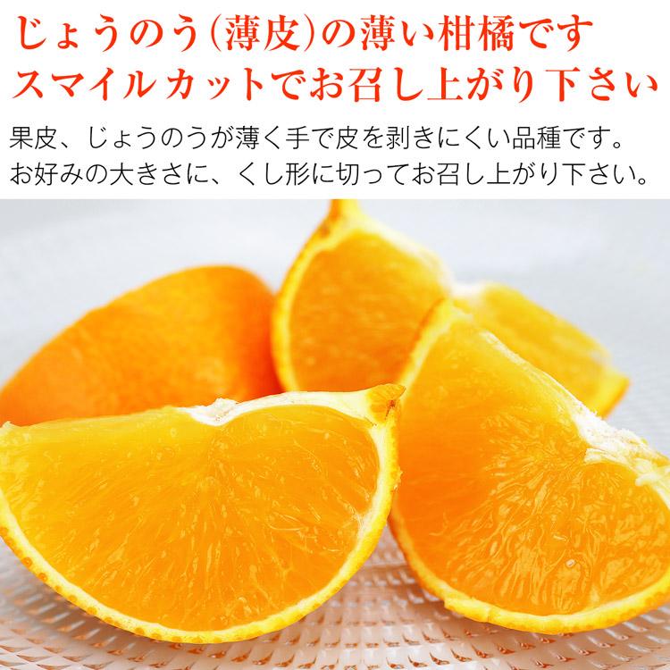 紅まどんな と同品種 あいか 愛果 約1.3kg 愛媛県産 JAえひめ中央 ミカン 蜜柑 柑橘 フルーツ 果物 常温便 同梱不可 指定日不可