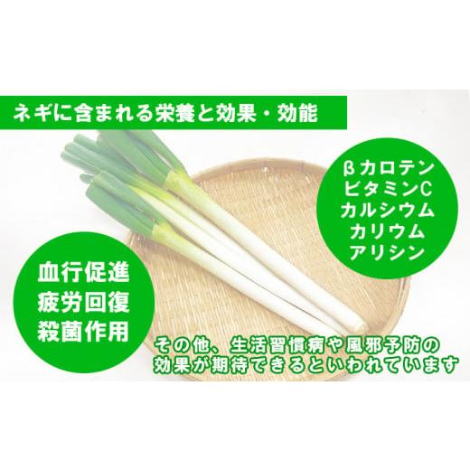 ふるさと納税 熊本県 あさぎり町 熊本県あさぎり町産　白ねぎ「球磨美人」Ｌサイズ×30本 　お届け時期：2023年11月中旬より順次発送　【白葱／白ネギ／長ねぎ…