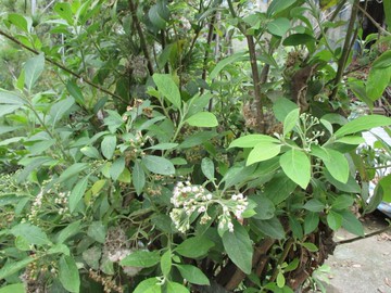 南非葉苗. 非洲斑鳩菊. 扁桃斑鳩菊(台灣種植)