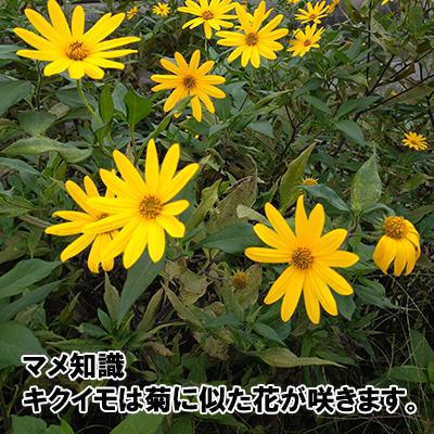 菊芋 生 約1キロ お試し 無農薬 国産 土付き きくいも 1kg キクイモ 埼玉県産