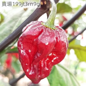 🌶️【獵戶座 辣椒種子】🌶️新種上市 庭院陽台盆栽種植 義大利 Rocco Maltesi 培育。植物長約 80 cm-