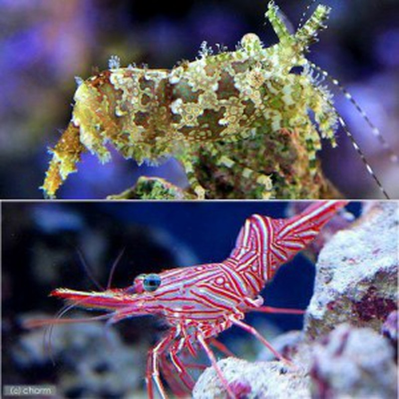 海水魚 エビ フシウデサンゴモエビ キャメルシュリンプ 各３匹 サロンシュリンプ 北海道航空便要保温 通販 Lineポイント最大1 0 Get Lineショッピング