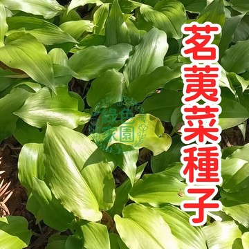 臺灣當季現採茗荑菜種子 香嫩野菜 家庭菜園陽臺盆栽 四季可種 高發芽率 生食煮湯 耐熱易種 非基改 自然農法