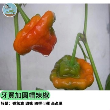 【加勒比海風情】牙買加圓帽辣椒種子 黃色哈瓦那辣度 超香水果味 盆栽可種 醃漬調味 熱帶盆栽 稀有品種