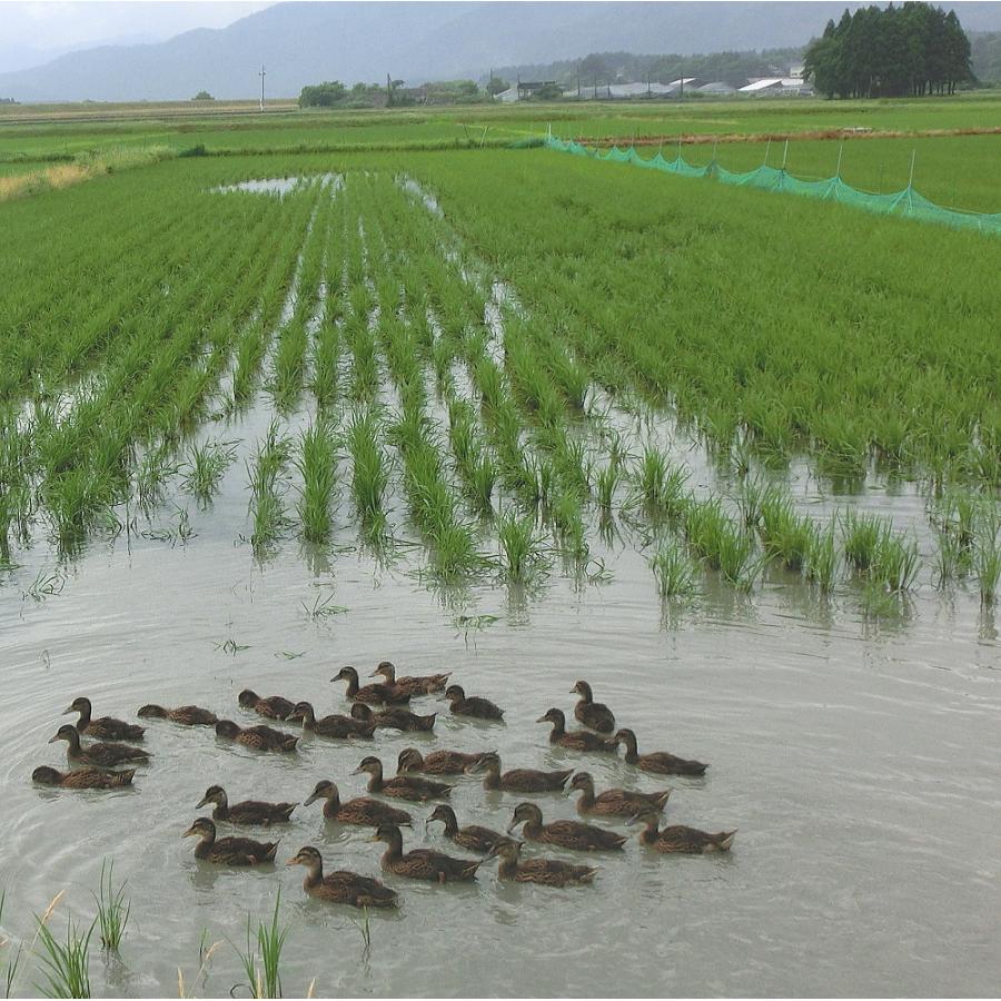 農薬無使用 米 新潟県岩船産コシヒカリ 無洗米 1kg×2袋 2kg お米 白米 特A 送料無料