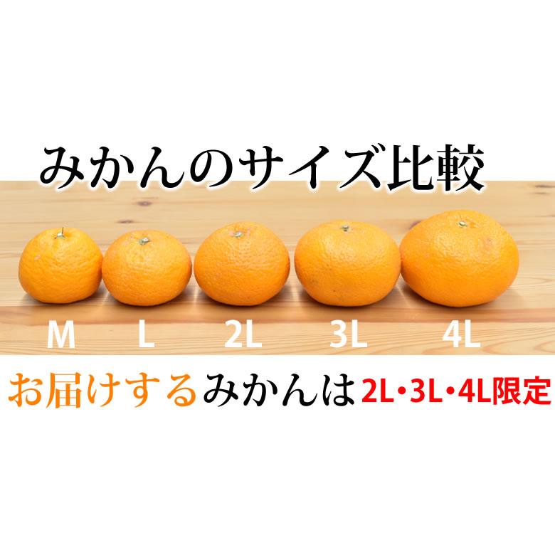 大玉みかん 10kg 2L〜4L 秀品 金峯 青島 みかん 送料無料 温州みかん 熊本県産 蜜柑 ミカン