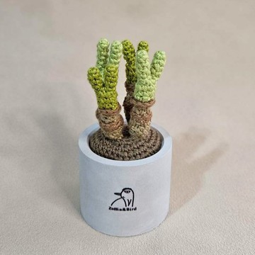 多肉植物-璧光環-手作編織植物