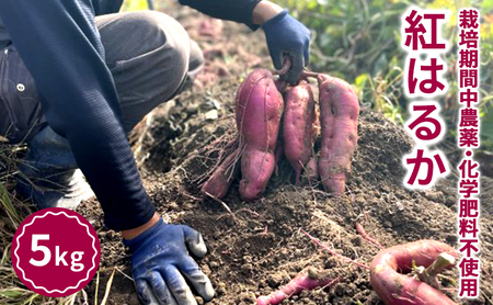 さつまいも 栽培期間中 農薬・化学肥料不使用 サツマイモ 5kg 紅はるか 芋