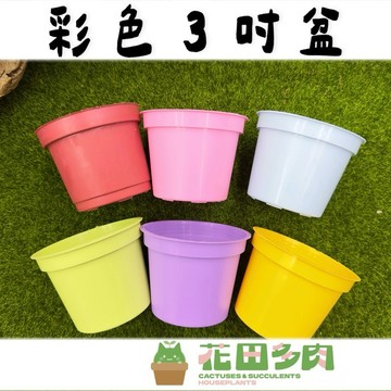 《花田多肉》🌵【彩色3吋盆】 多肉植物/仙人掌/觀葉植物/盆栽/換盆/盆器
