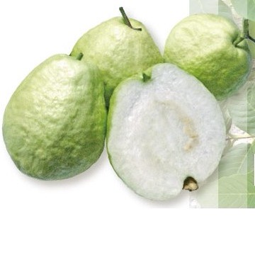 【阿旺芭樂】二水產地現採直銷-濁水溪珍珠芭樂-送禮自吃首選水果禮盒