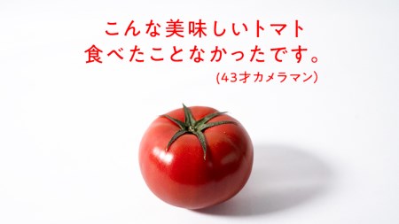 《2024年2月上旬発送開始》スーパーフルーツトマト 大箱 約2.6kg×1箱×3回 お届け！ 糖度9度以上 フルーツトマト トマト とまと 野菜 茨城県産 [BC048sa]